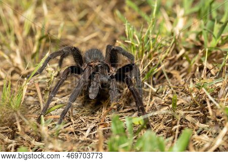 Big Scary Spider, Tarantula Family Hunting At Night. Tarantula (sericopelma Melanotarsum). Curubande