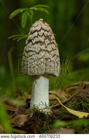 Coprinopsis Picacea Is A Species Of Fungus In The Family Psathyrellaceae.