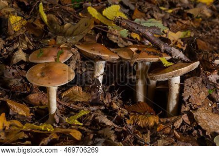 Poison Pie Mushroom Hebeloma Crustuliniforme Growing Through The Autumnal Leaves.