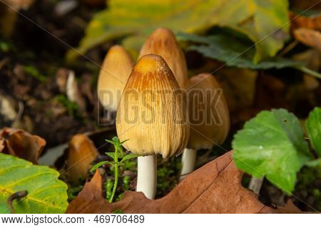Numerous Of Ocher Coprinellus Micaceus Or Glistening Inkcap Mushroom In A Forest With Moss.