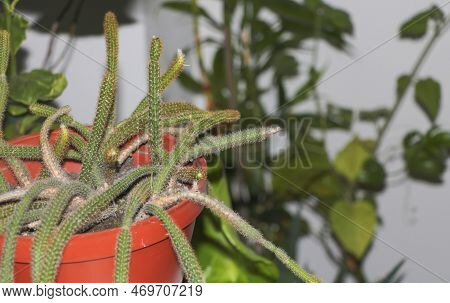 The Indoor Jungle: A Rat Tail Cactus Close-up