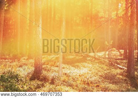 Pine Forest On Bright Sunny Autumn Day. Sun Shining Through Forest Trees Woods. Sunset Sunrise In Su