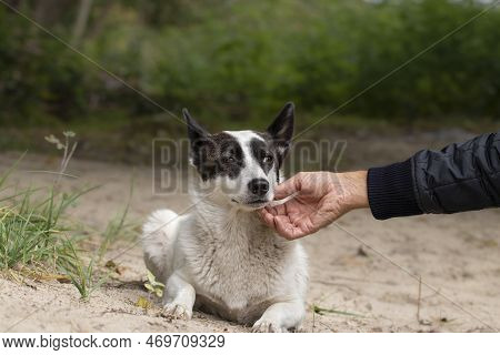 Stray Lonely Dog On The Street.theme Of Social Problem Of Homeless Animals.