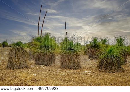 Grass Trees Or Black Boy Trees Xanthorrhoea Growing In Western Australia