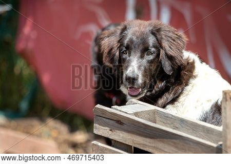 Bulgarian Shepherd Karakachan Dog Portrait Close Up