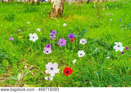 View Of Colorful Anemone Wildflowers In A Eucalyptus Grove, Near Megiddo, Jezreel Valley, Northern I