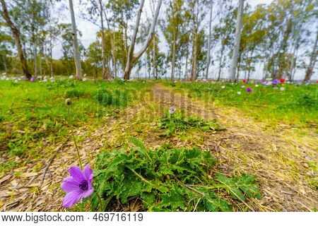 View Of Colorful Anemone Wildflowers And A Footpath, In A Eucalyptus Grove, Near Megiddo, Jezreel Va