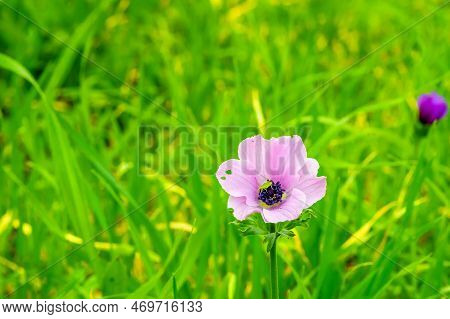 View Of Colorful Anemone Wildflowers And A Bug, Near Megiddo, Jezreel Valley, Northern Israel