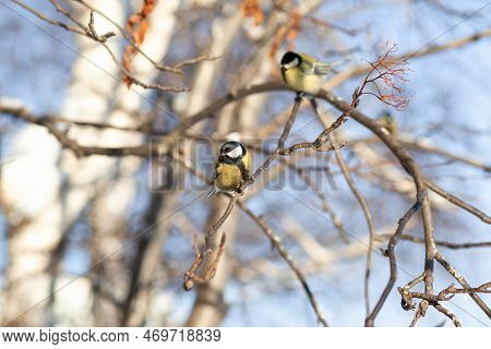A Beautiful Little Titmouse Sits On A Branch In Winter And Flies For Food. Other Birds Are Also Sitt