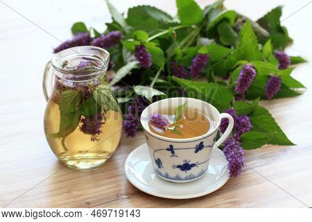 Herbal Tea From Medicinal Herb Agastache Foeniculum, Also Called  Giant Hyssop Or Indian Mint. Aroma