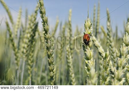Ripe Ears Of Corn In The Field, Pests On The Ears, Anisoplia Austriaca Destroys The Crop, Agricultur