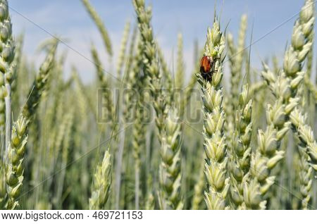 Ripe Ears Of Corn In The Field, Pests On The Ears, Anisoplia Austriaca Destroys The Crop, Agricultur