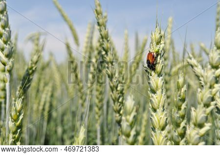 Ripe Ears Of Corn In The Field, Pests On The Ears, Anisoplia Austriaca Destroys The Crop, Agricultur