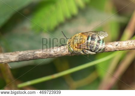 Image Of Blue Banded Bee On The Branch. Insect. Animal.