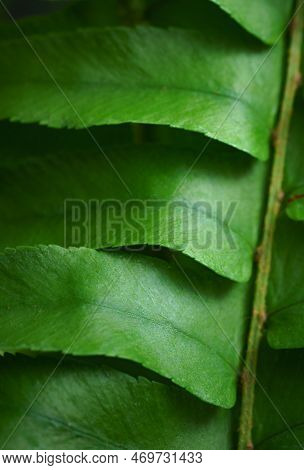 Close-up Macro Bright Green Leaves Fern Texture Tropical Forest Plant In Soft Focus Background.biolo