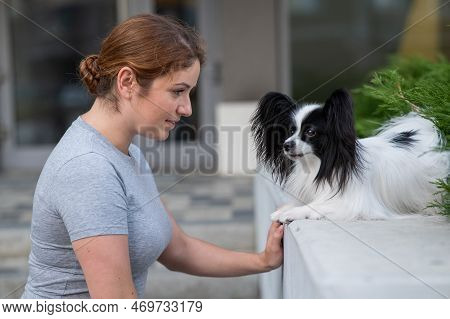 Caucasian Red-haired Woman Cuddling With Pappilion Dog Outdoors. Black And White Continental Spaniel