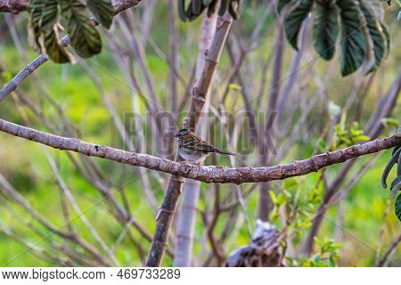 Little Tico-tico Bird Perched On A Branch With A Green Background