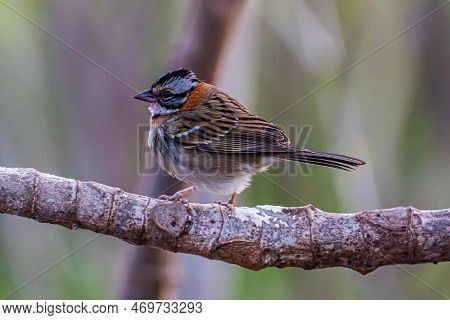 Little Tico-tico Bird Perched On A Branch With A Green Background