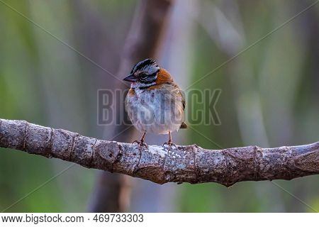 Little Tico-tico Bird Perched On A Branch With A Green Background