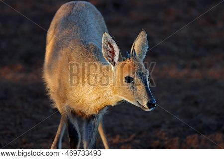 Portrait Of A Common Duiker Antelope (sylvicapra Grimmia), South Africa