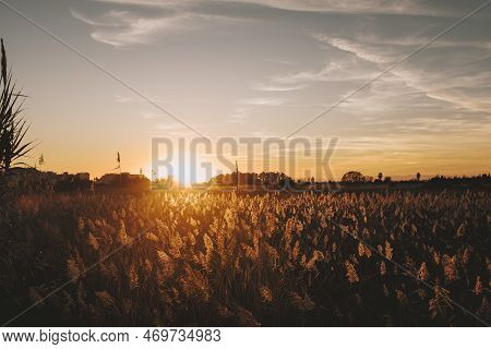 Countryside With Orange Color Sunset Sunlight On The Grass. Meadow In Golden Hours. Beautiful Landsc