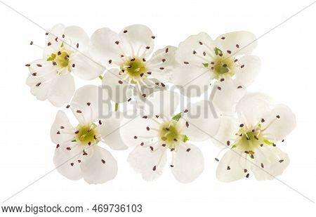 Hawthorn (crataegus Monogyna)  Flowers Isolated On  White Background