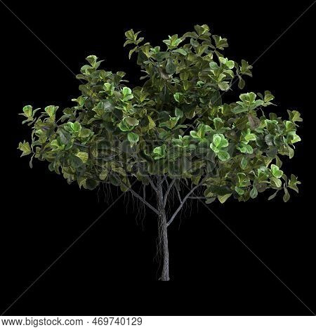 3d Illustration Of Ficus Lyrata Tree Isolated On Black Background