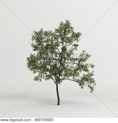 3d Illustration Of Robinia Pseudoacacia Treeisolated On White Background