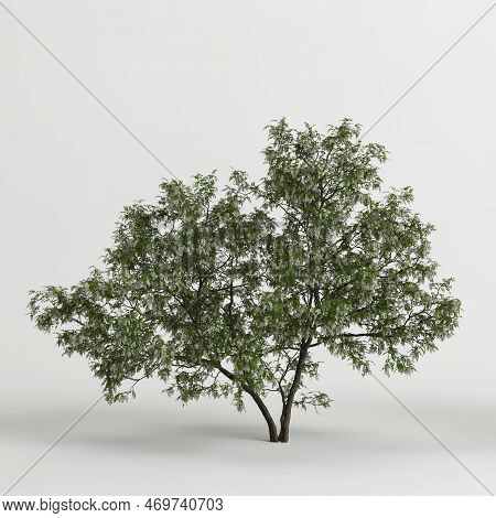 3d Illustration Of Robinia Pseudoacacia Treeisolated On White Background