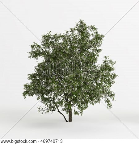 3d Illustration Of Robinia Pseudoacacia Treeisolated On White Background