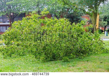 Tree Was Uprooted By Roots Of Tree During Very Strong Hurricane, Which Caused Tree To Be Broken.