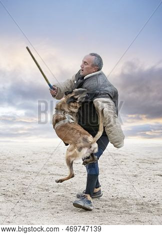 Young Belgian Shepherd Training In The Nature For Security