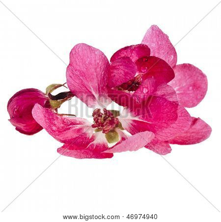 Şube pembe çiçeği beyaz bir arka plan üzerinde izole Sakura yakın çekim makro yukarı