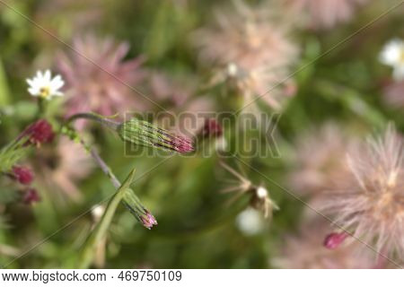 Spreading Fleabane Seed Heads In The Garden