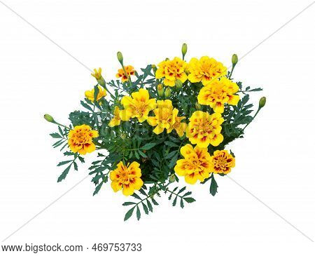 Marigold Flowers (tagetes Erecta, Aztec, African Marigold Flower). Flower Bush Isolated.