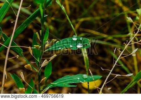 Water Drops On A Green Grass After Rain