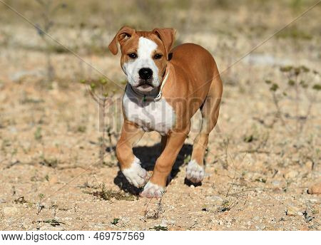 A Pit Bull Terrier Puppy Playing In The Field
