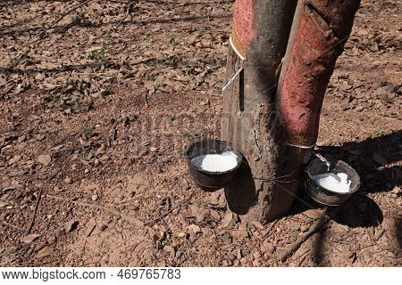Latex In A Plastic Cup On The Tree. White Saplings In A Pair Of Black Plastic Flower Pots Hanging Ab