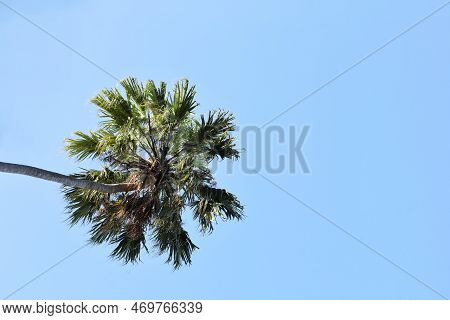 Taraw Palm. Single Green-leaved Livistona (livistona Saribus) On Bright Blue Sky Background In Botto