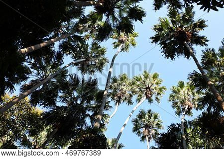 Taraw Palm. Group Of Livistona Saribus (livistona Saribus) Perennial Green Leaf Palms On Bright Blue