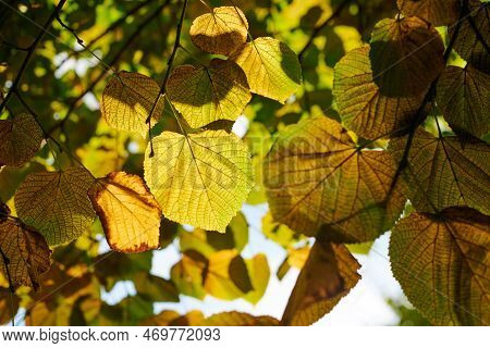 Leaves Of Tilia Platyphyllos Tree, Sunny Sky Background. Green And Yellow Leaves Of Large-leaved Lin