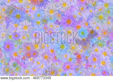 Colorful Daisy Pattern Background. Abstract Daisies Pattern