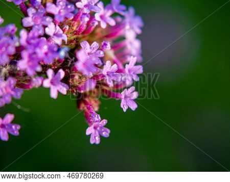 The Purpletop Vervain Is In Full Bloom. Natural Blur Background.