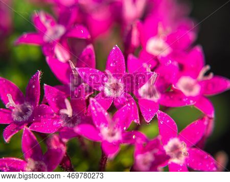 Macro Photo. Pink Egyptian Starcluster(starflower) Flower And Water Drops. Green Blurred Background 