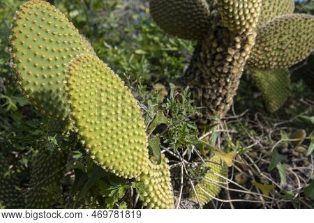 Close-up Of A White Nopal Cactus, Opuntia Leucotricha, On A Sunny Morning. Island Of Mallorca, Spain