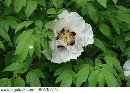 1 White Flower In The Leafage Of Tree Peony In May
