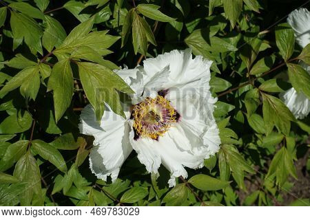 One White Flower Of Tree Peony With Bee In April