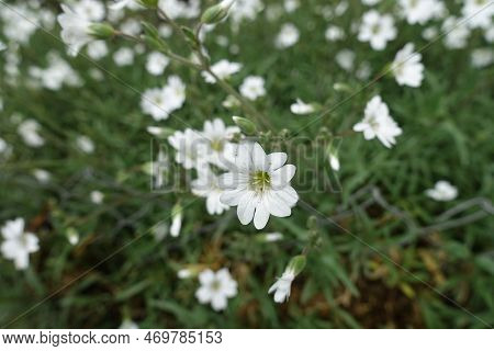Closeup Of White Flower Of Cerastium Tomentosum In May