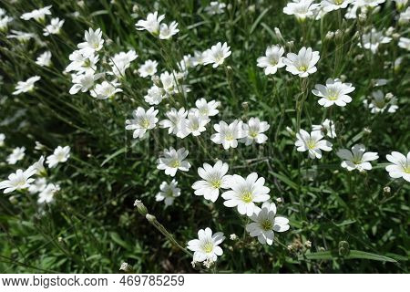 Group Of White Flowers Of Cerastium Tomentosum In May