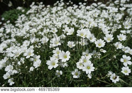 Hundreds Of White Flowers Of Cerastium Tomentosum In Mid May